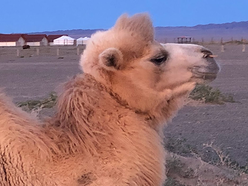 Монголия, пустыня Гоби, пески, верблюды
